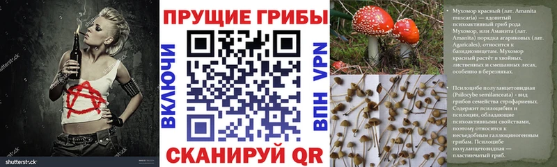 купить наркотики сайты  Томск  Псилоцибиновые грибы Psilocybine cubensis 